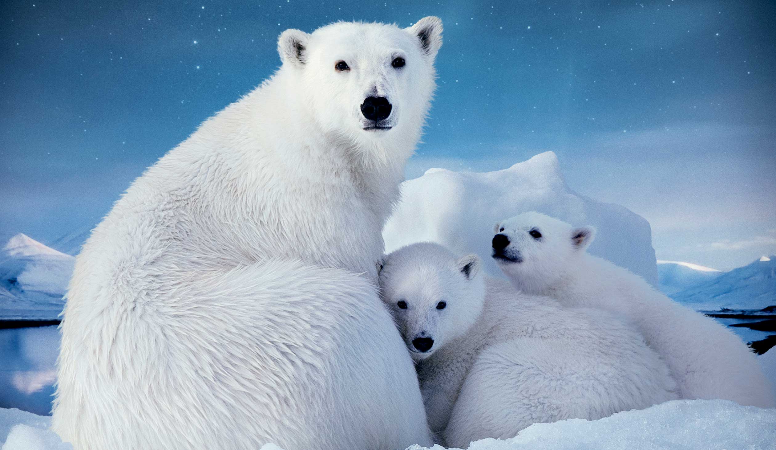 Арктика жизнь белого медведя. Белый медведь в Северной Америке. Белые медведи в Арктике. Белые медведи в Антарктиде. Пейзаж с белыми медведями.