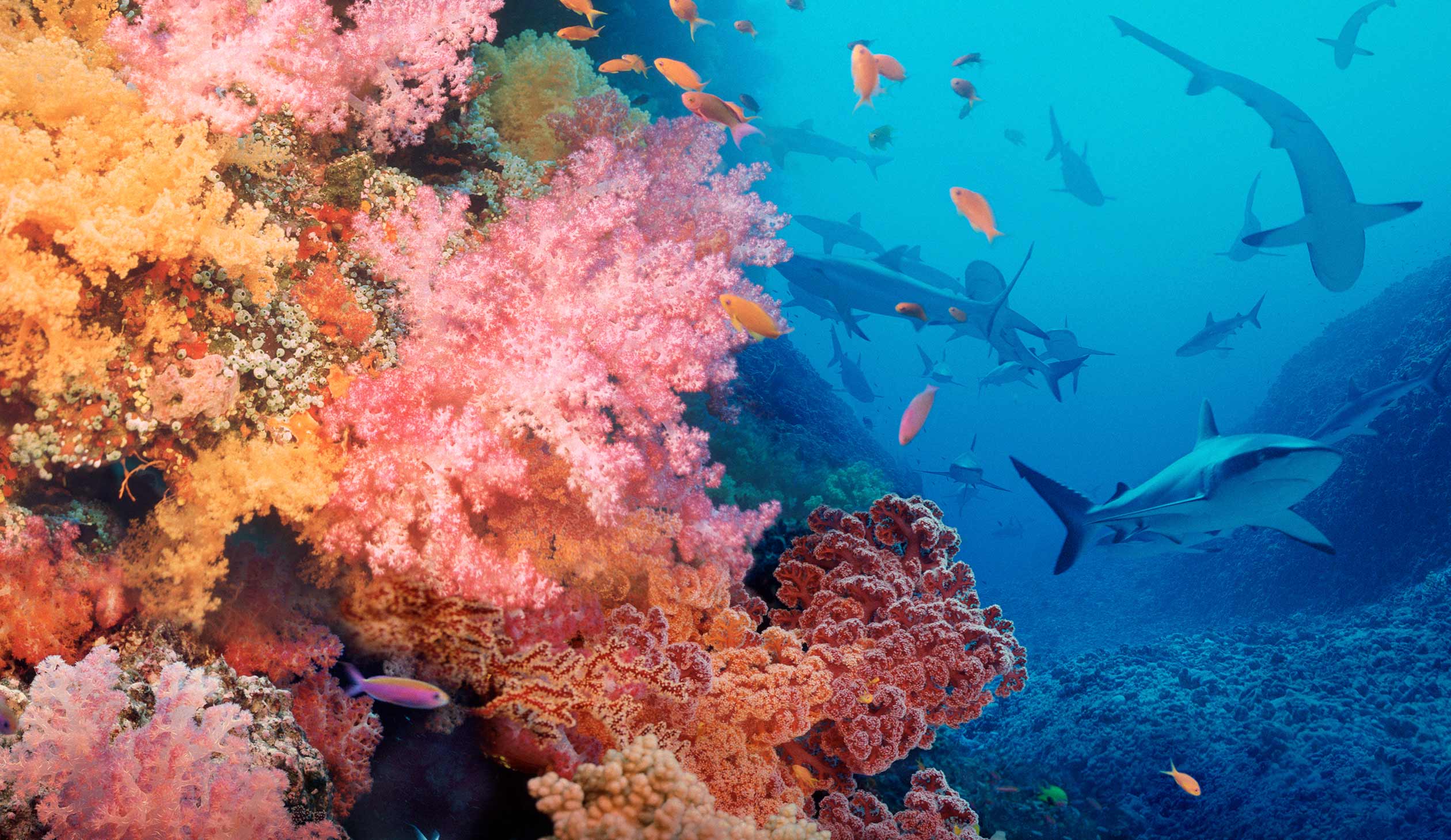 Coral Reef: Amazoncom