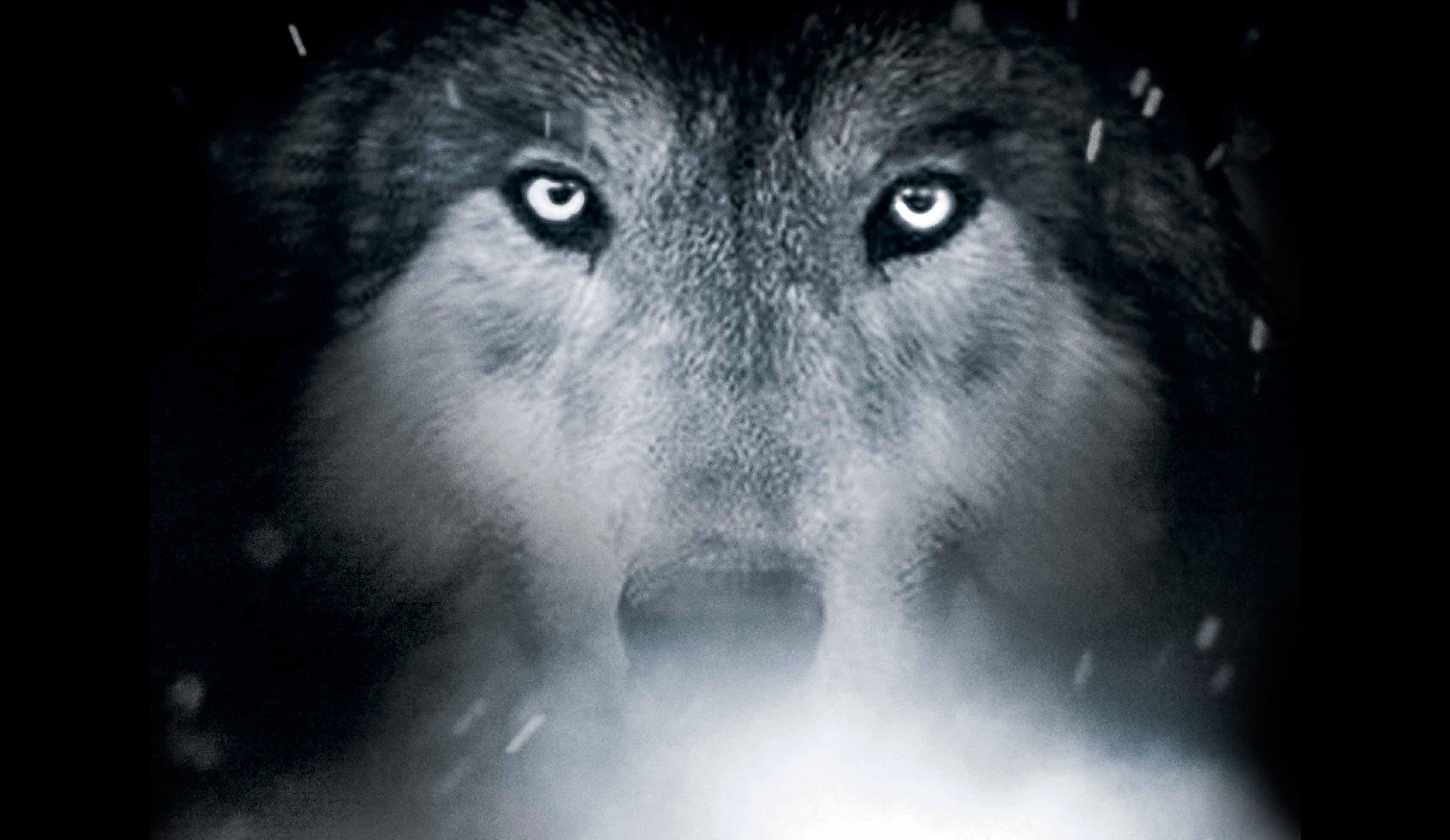Притаившийся лют волк