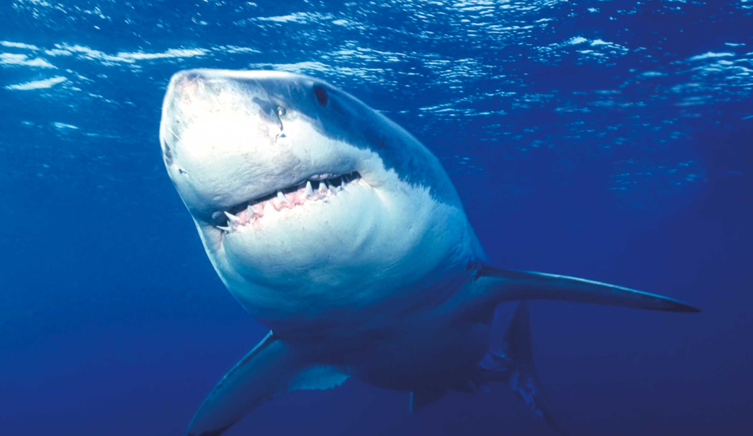 К чему снятся акулы в воде женщине. Carcharodon carcharias. Большая белая акула. Самая опасная акула в мире.