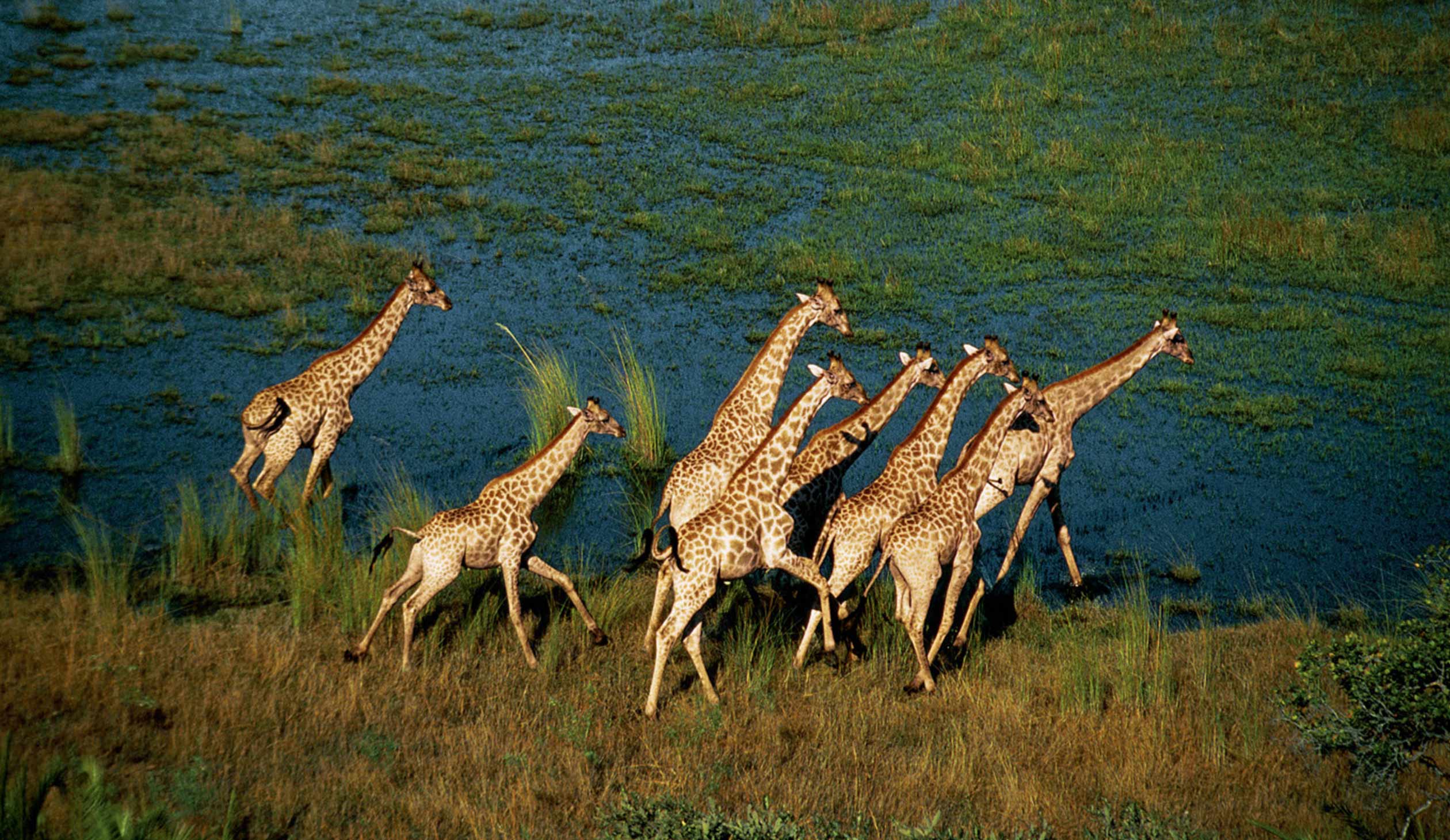 Discover animal. Животные Калахари. Сафари в Африке. Дискавери про животных.